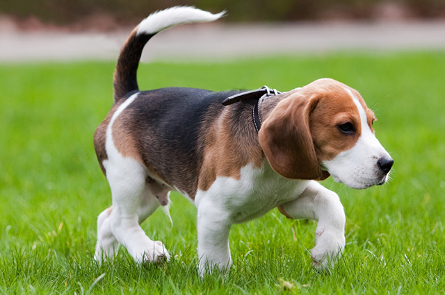 Filhote de Beagle Para Adoção: Onde Encontrar? Como Fazer?