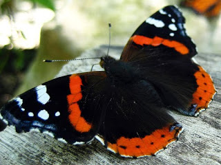 Borboleta Almirante Vermelho: Características, Habitat e Fotos