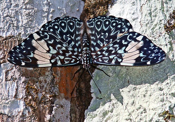 Borboleta Assenta-Pau ou Estaladeira: Características e Fotos