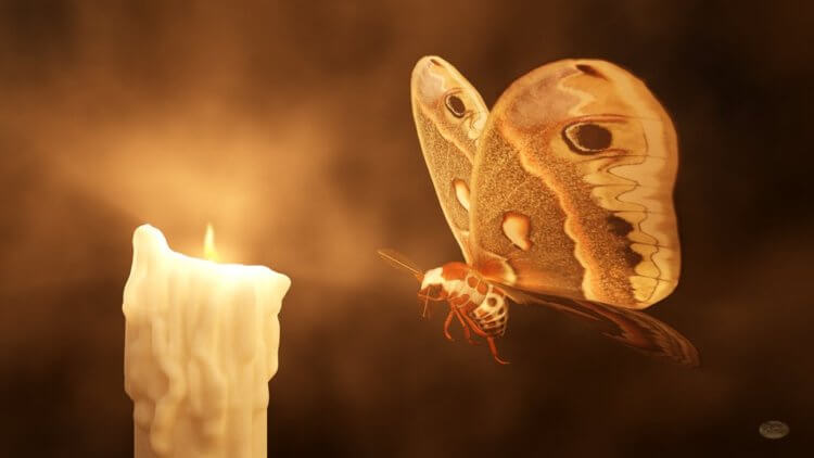 Por Que as Borboletas Gostam da Luz? Qual o Motivo?