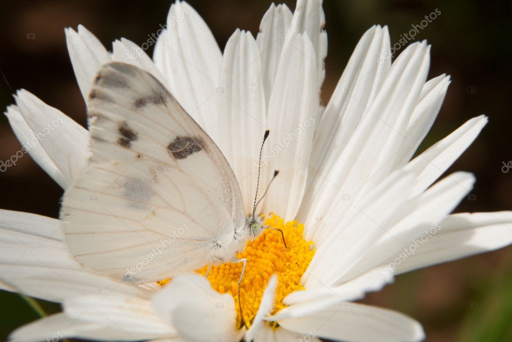 Borboleta Branca Camuflada: Características, Habitat e Fotos