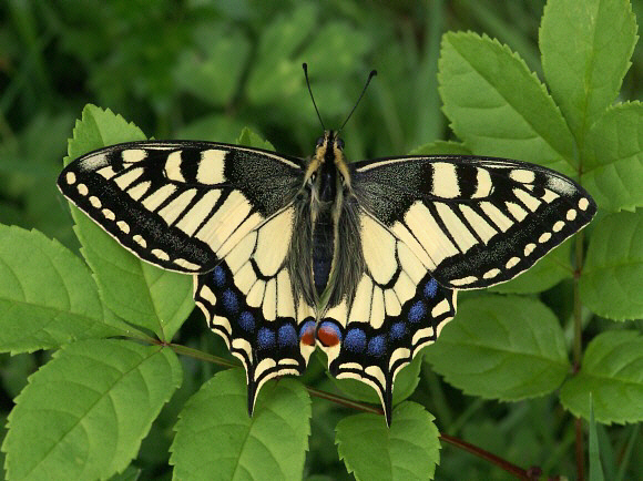 Borboleta Cauda de Andorinha: Curiosidades e Nome Cientifico