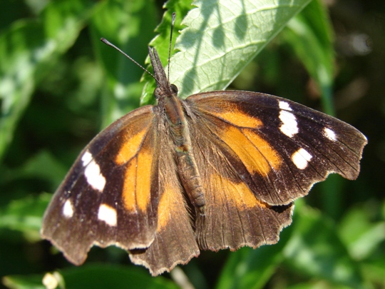 Borboleta Focinho ou Bico: Características, Nome Cientifico e Fotos