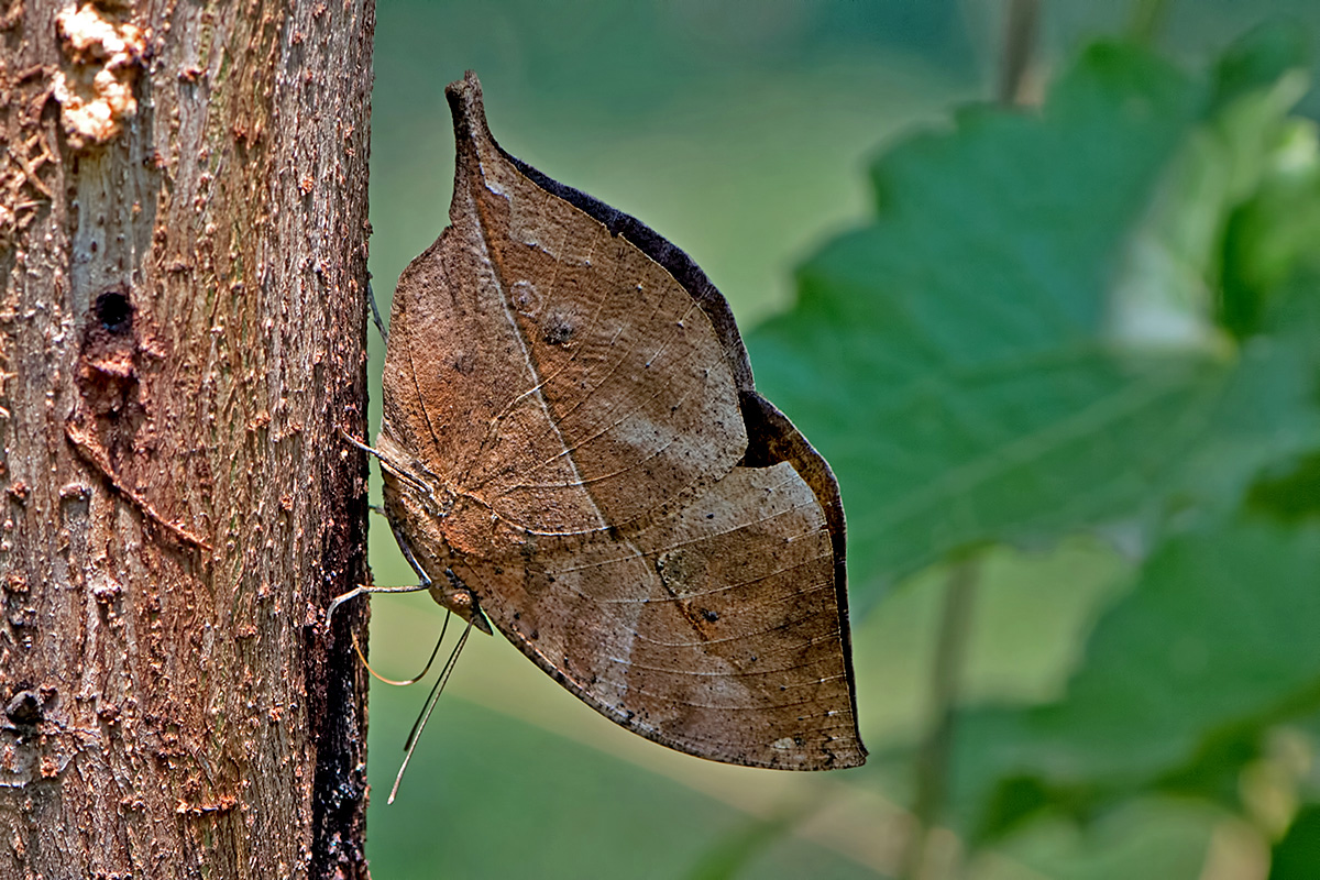 Borboleta-Folha: Características, Nome Cientifico, Habitat e Fotos