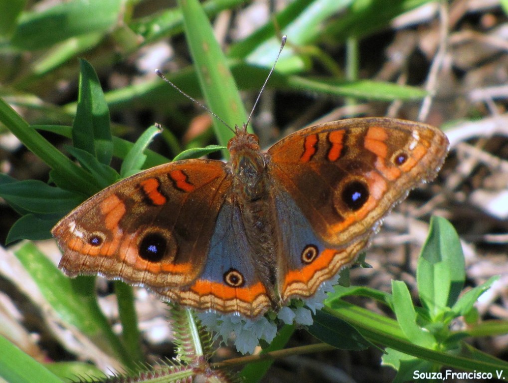 Borboleta Junonia Evarete: Características, Habitat e Fotos