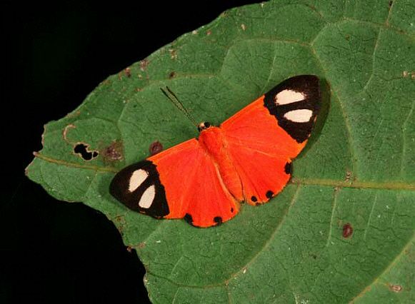 Borboleta Mesene: Características, Habitat e Subespécies