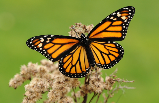 Borboleta Monarca: Características, Nome Cientifico e Fotos