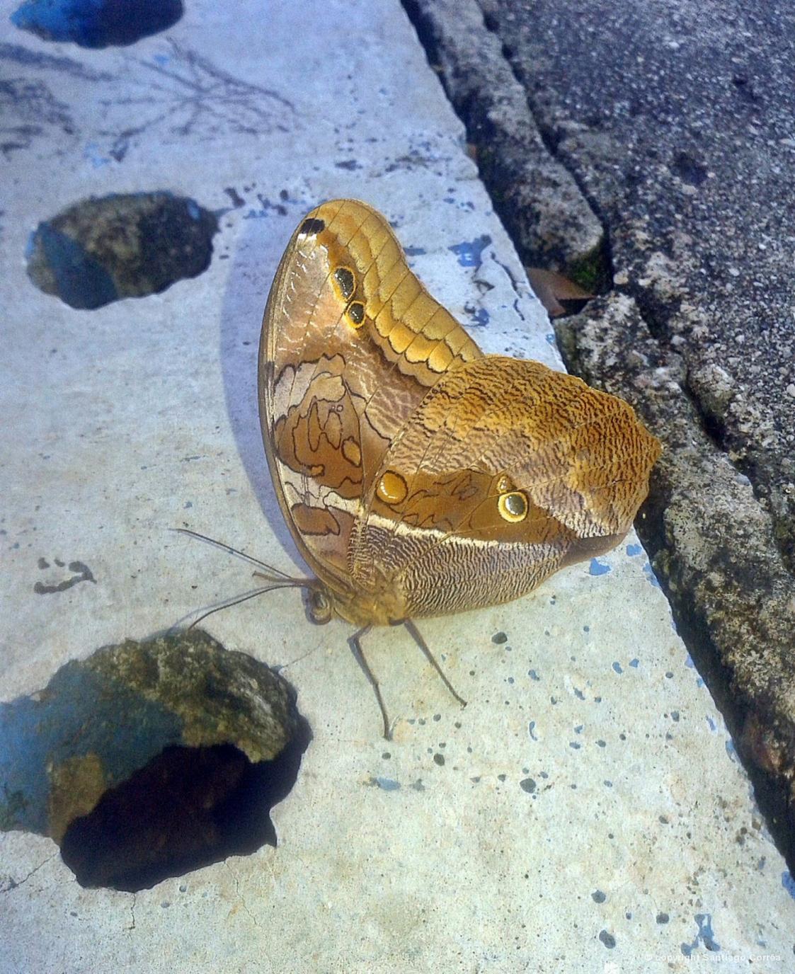 Borboleta Olho-de-Boi: Características, Nome Científico e Fotos