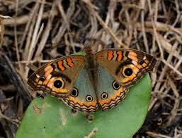 Borboleta Olho de Veado: Características, Habitat e Fotos