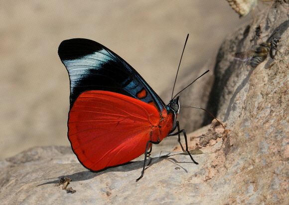 Borboleta Panacea prola: Características, Nome Cientifico e Fotos