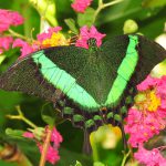 Borboleta Pavão Esmeralda Na Flor