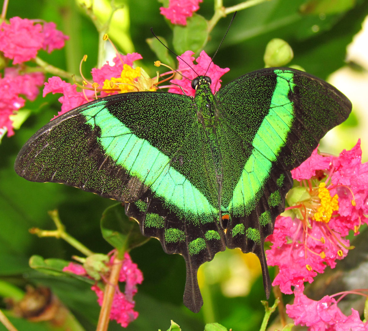 Borboleta Pavão Esmeralda: Características, Habitat e Fotos