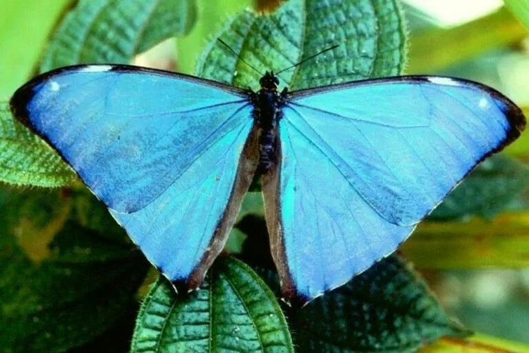 Borboleta Seda-Azul ou Telão-de-Seda-Azul: Características e Fotos