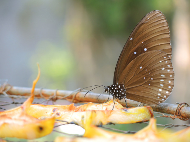 Tudo Sobre A Borboleta: Características, Nome Científico E Fotos