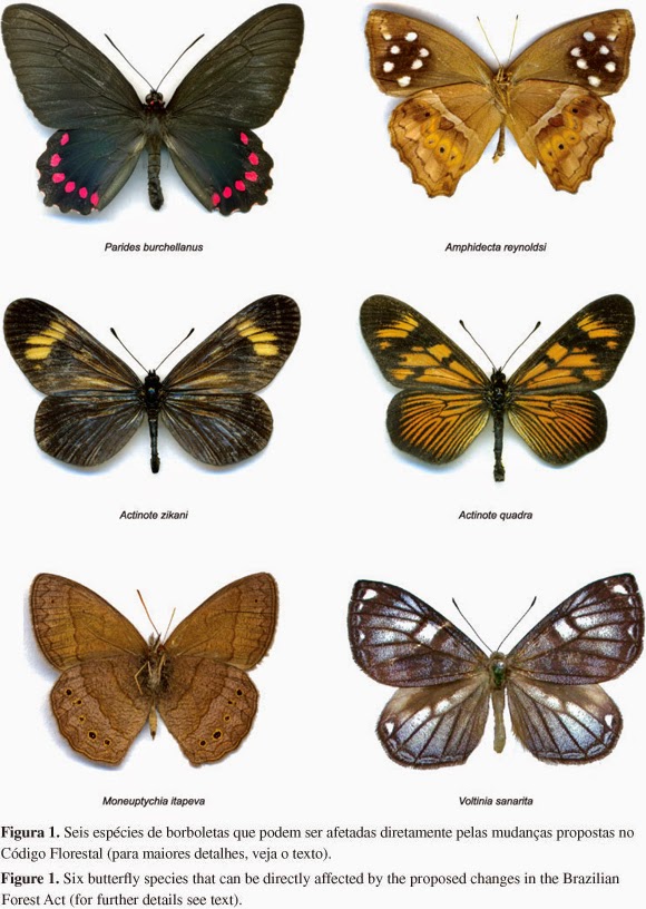 Qual a Diferença entre Borboleta e Mariposa?
