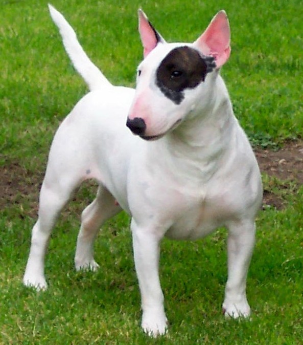 Como Cuidar de um Bull Terrier Filhote: Cuidados e Doenças