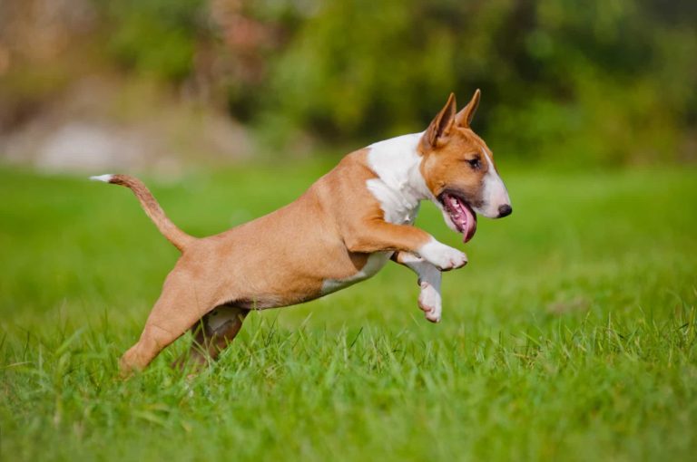 Cores do Bull Terrier: Branco, Fulvo, Vermelho, Marrom, Fotos