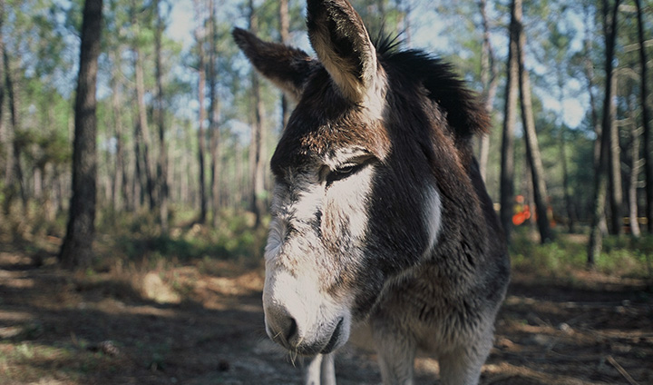 Tudo Sobre o Burro: Características, Nome Científico e Fotos