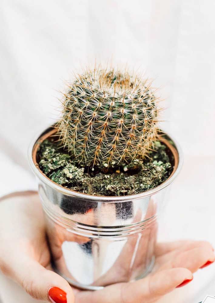 Cacto Ouriço: Características, Como Cultivar e Fotos