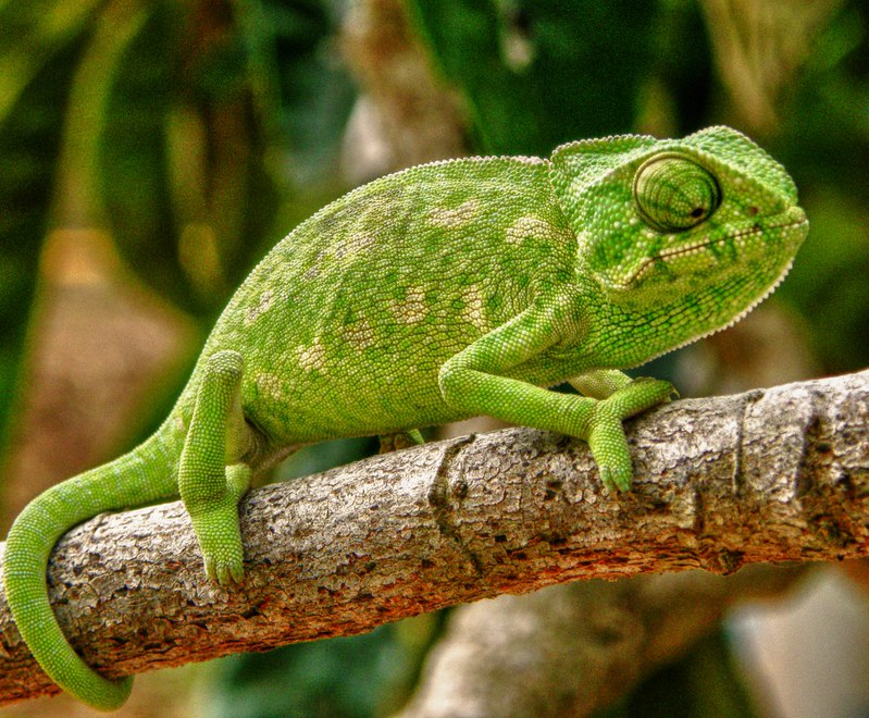 Por Que os Animais Se Camuflam No Ambiente?