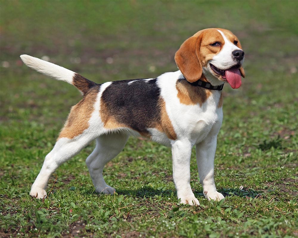 Diferenças do Golden Retriever Para o Labrador e o Beagle