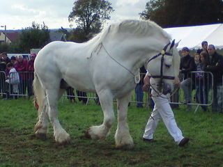 Raça de Cavalo Boulonnais: Características, História e Fotos