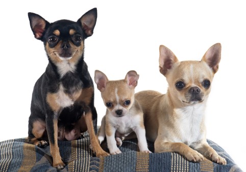 Qual é a Menor Raça de Cachorro do Mundo? As 10 Menores