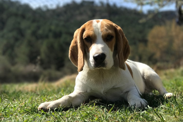 Ciclo de Vida do Beagle: Quantos Anos Eles Vivem?