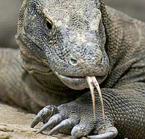 Qual o Veneno do Dragão de Komodo?