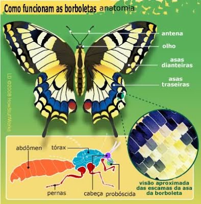 Qual é o Tipo de Revestimento do Corpo da Borboleta?
