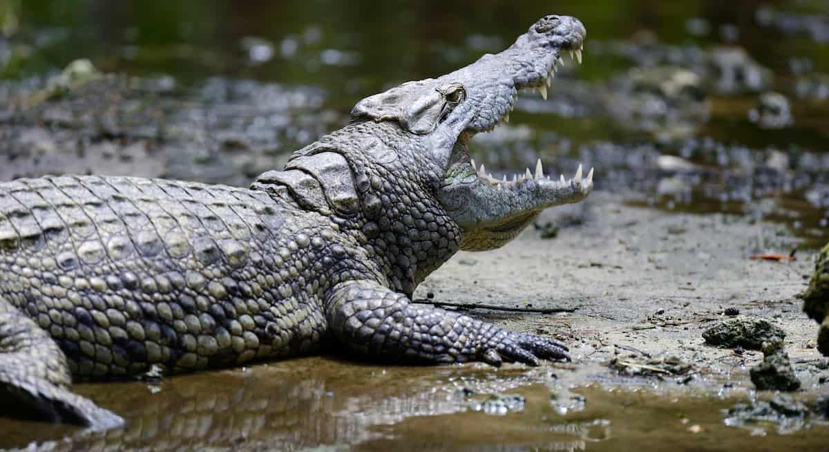 Reprodução do Crocodilo: Filhotes e Período de Gestação