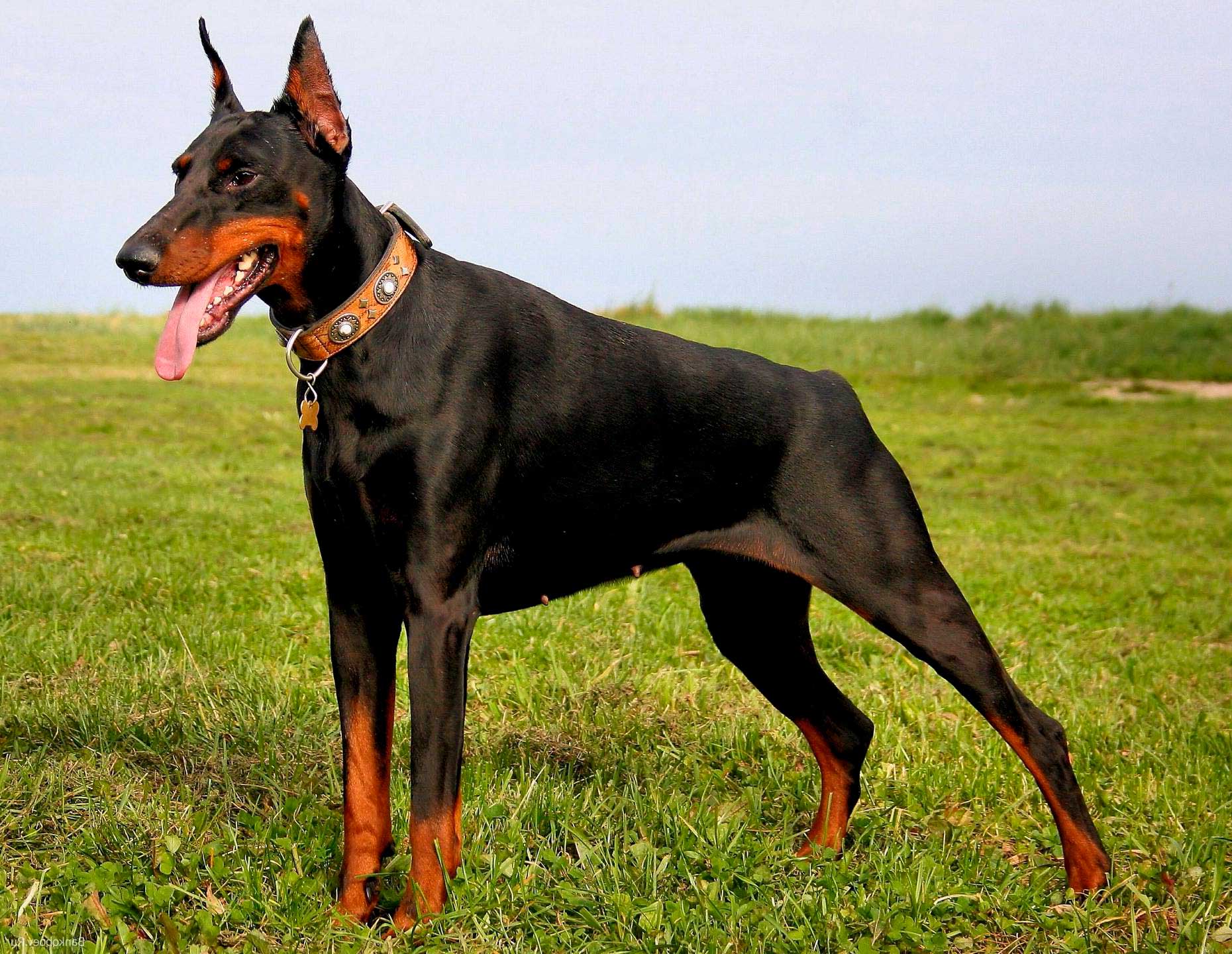 Ficha Técnica do Dobermann: Peso, Altura e Tamanho