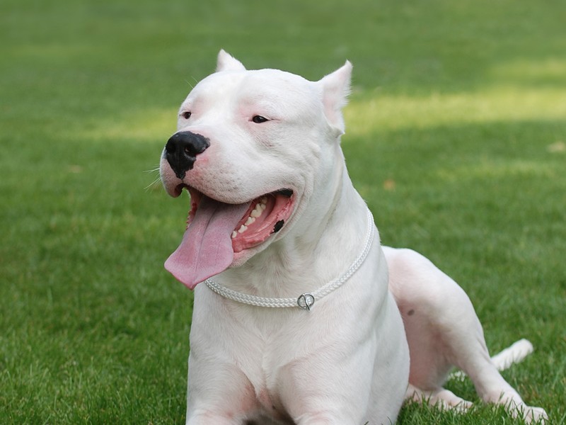 Como Cuidar de um Dogo Argentino Filhote: Cuidados e Doenças