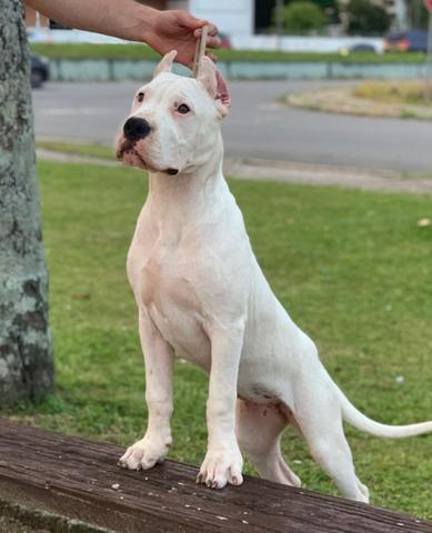 História do Dogo Argentino, Personalidade e Origem da Raça