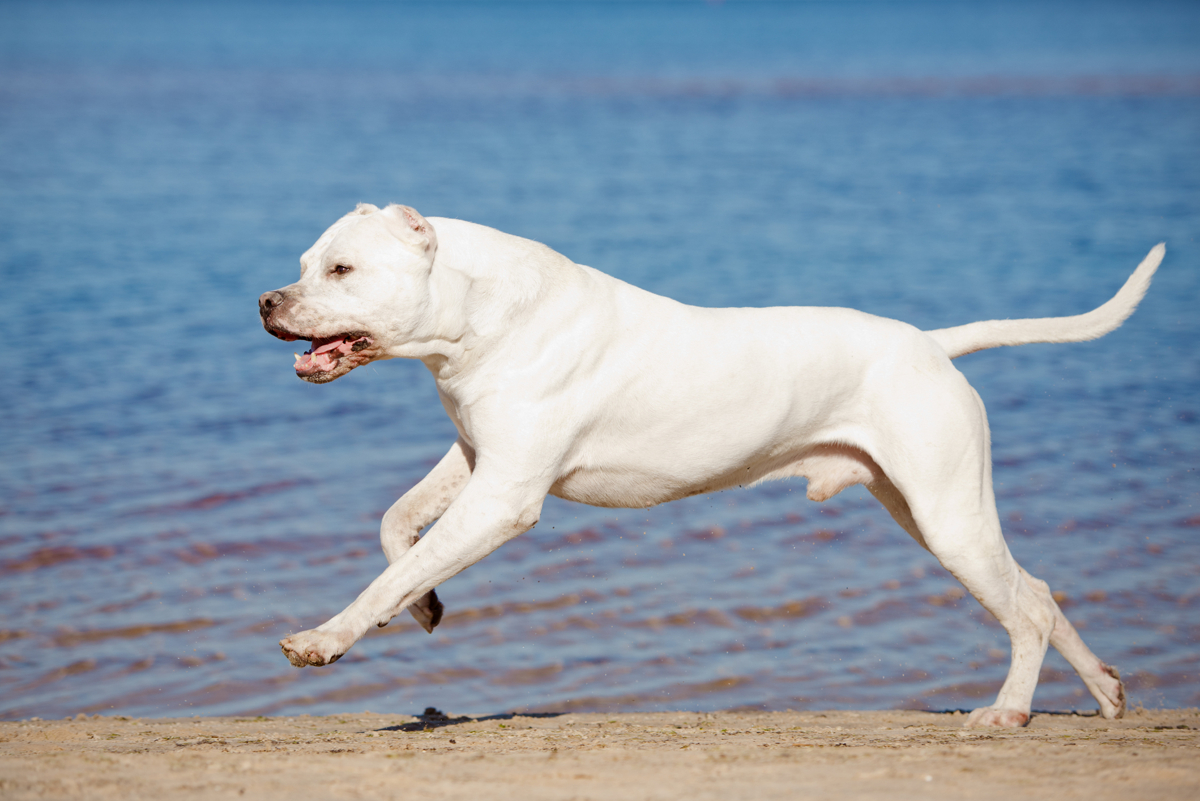 Ciclo de Vida do Dogo Argentino: Quantos Anos Eles Vivem?