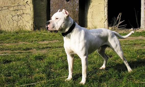 Qual o Peso Ideal de Um Dogo Argentino Adulto e Filhote?