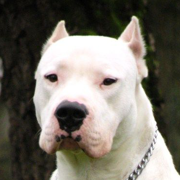Qual a Ração Mais Indicada Para o Dogo Argentino?
