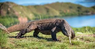 Dragão-de-Komodo: Reino, Filo, Classe, Ordem, Família e Gênero