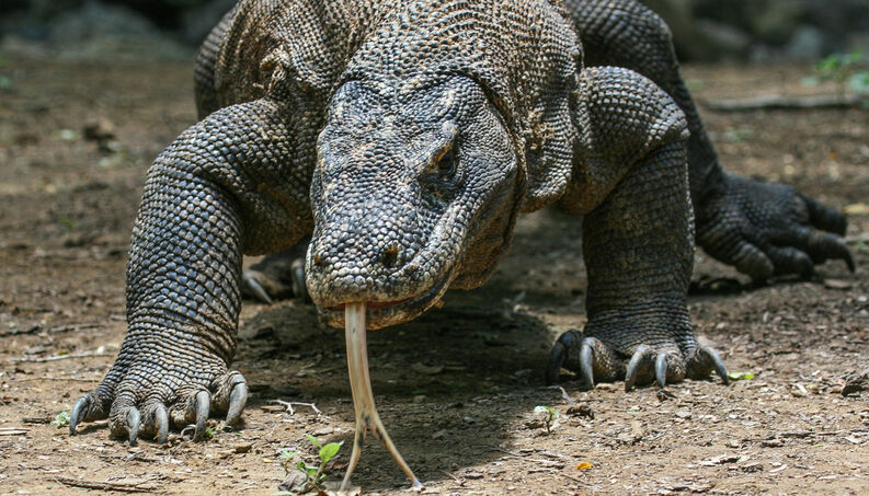 Ciclo De Vida Do Dragão-De-Komodo: Quantos Anos Eles Vivem?