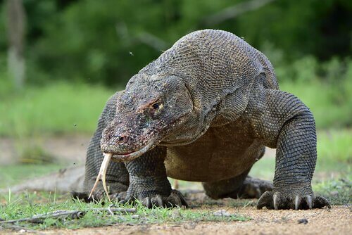 Tudo Sobre O Dragão-de-Komodo: Características E Fotos