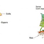 Esporos Das Plantas