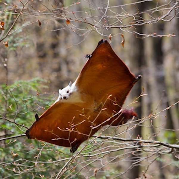 Esquilo-Voador-Vermelho-E-Branco-Gigante: Fotos E Características