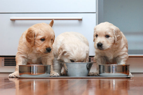Quantas Vezes Por Dia um Filhote de Golden Deve Comer?