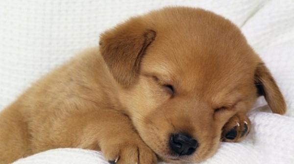 Quanto Tempo um Filhote de Cachorro Dorme Por Dia?