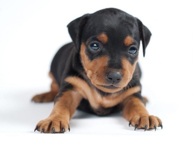 Quantas Vezes Por Dia um Filhote de Dobermann Deve Comer?