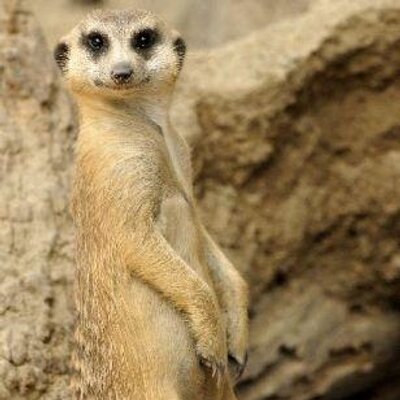 História do Suricato e Origem do Animal