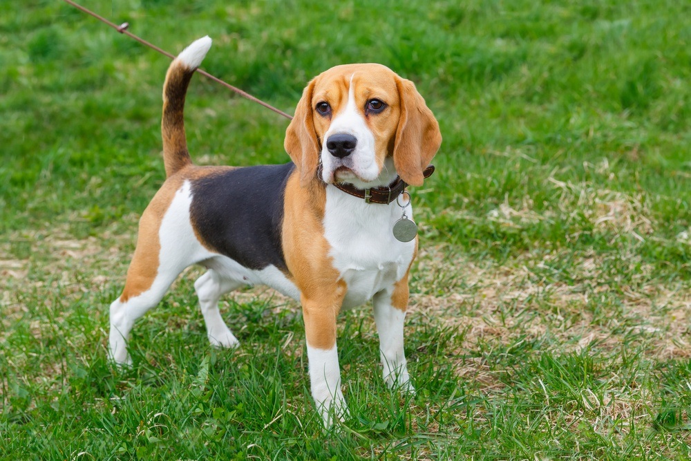 Ficha Técnica do Beagle: Peso, Altura e Tamanho