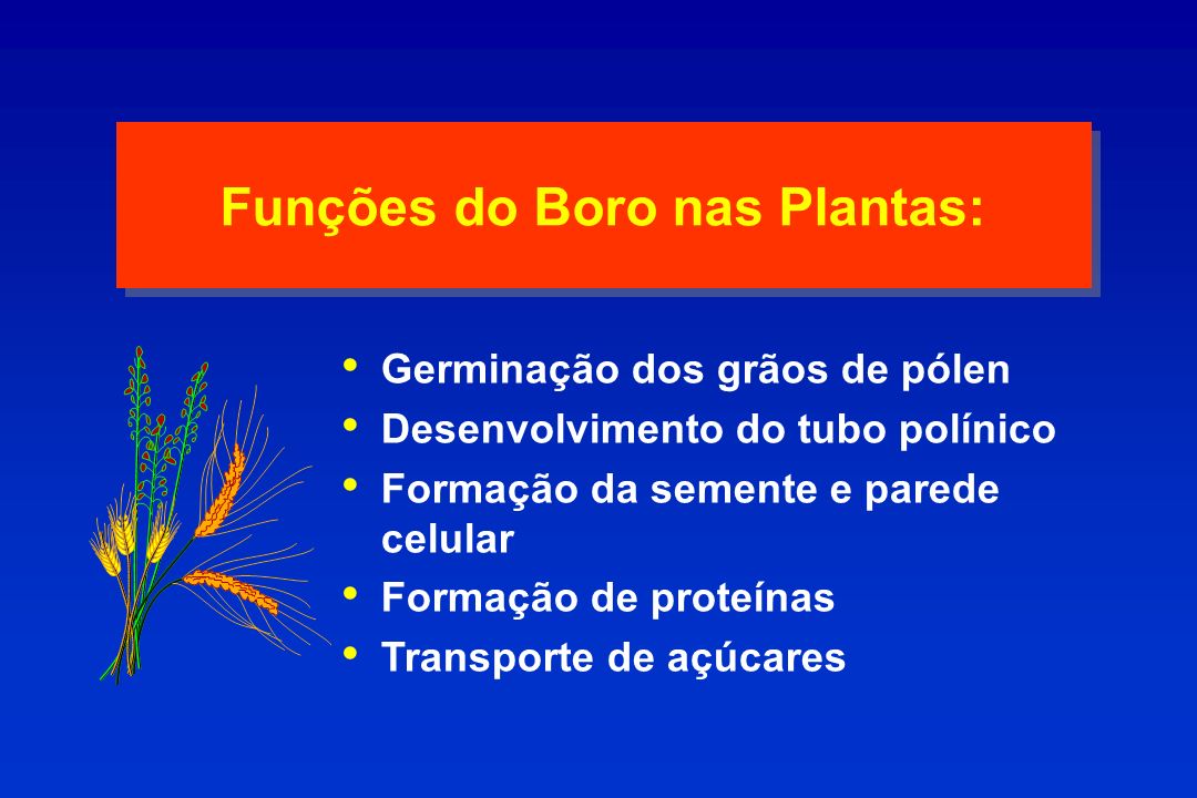 Para Que Serve o Boro nas Plantas? Qual a Sua Função?