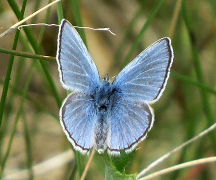 Borboleta Azul de Palos Verdes: Características, Habitat e Fotos