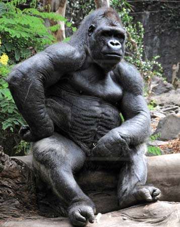 Quem Vive Mais: O Gorila ou Chimpanzé? Quantos Anos?
